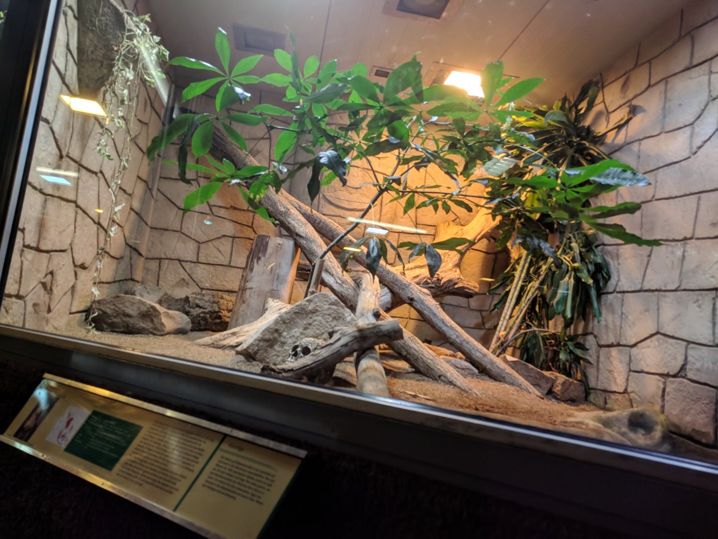 King Cobra Enclosure