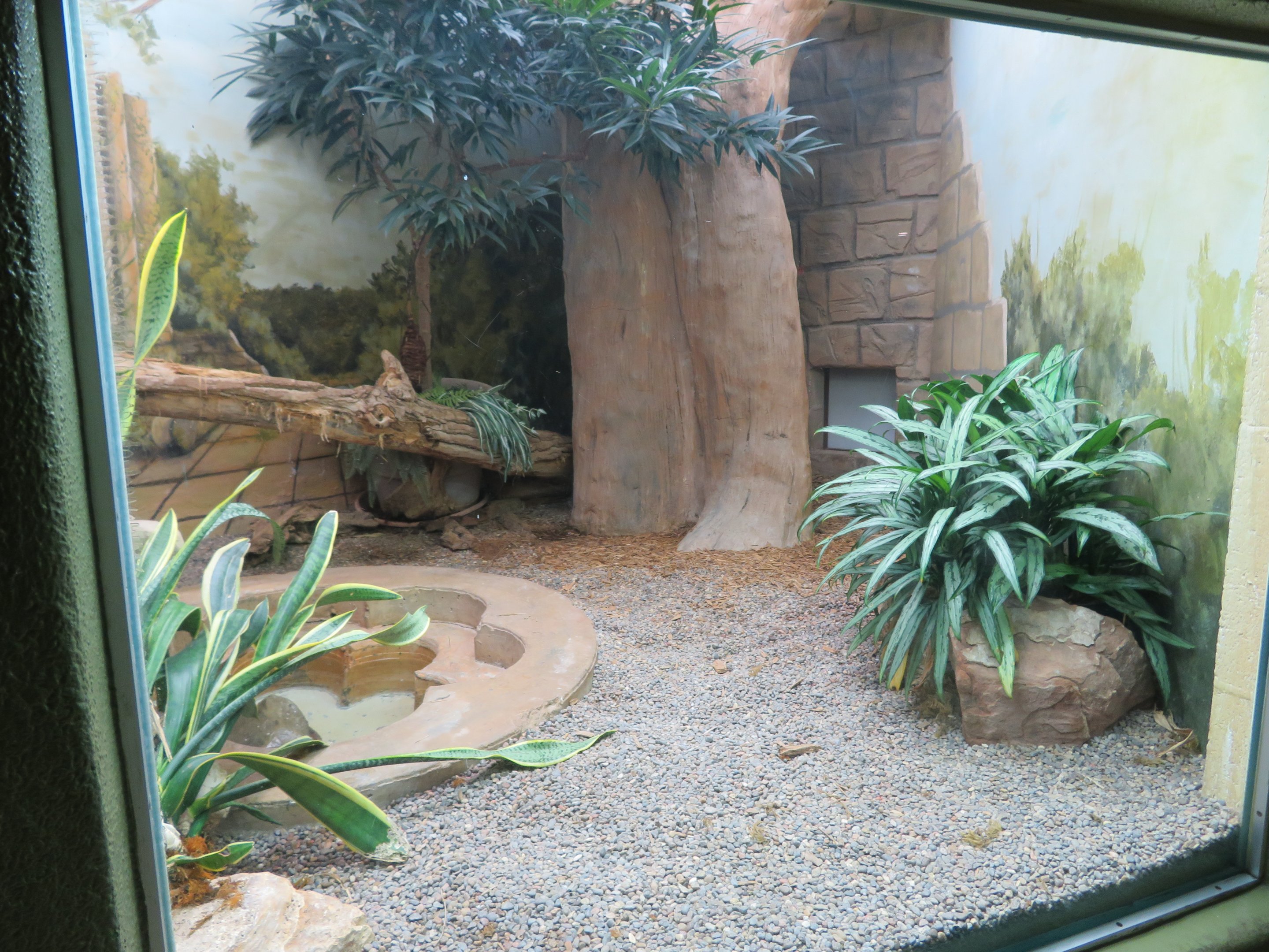 King Cobra Enclosure