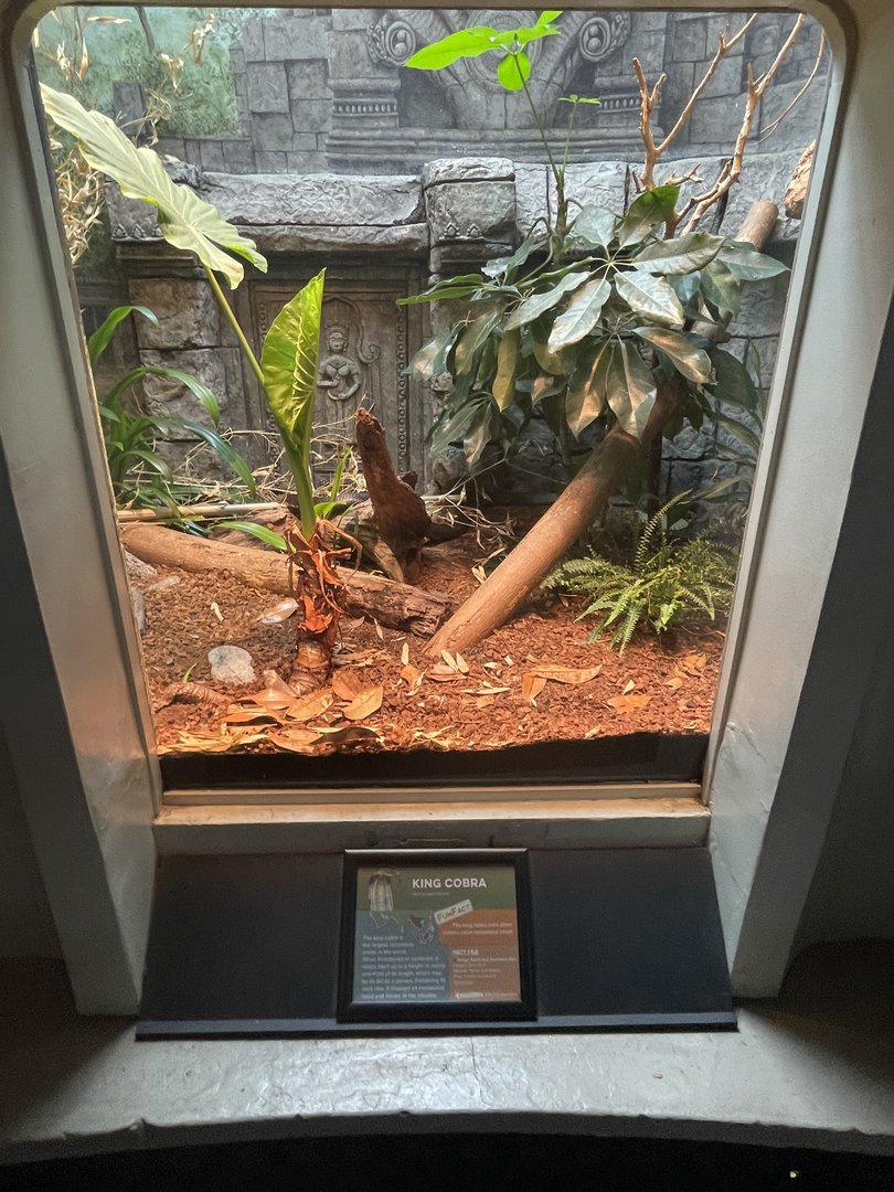 King Cobra Enclosure