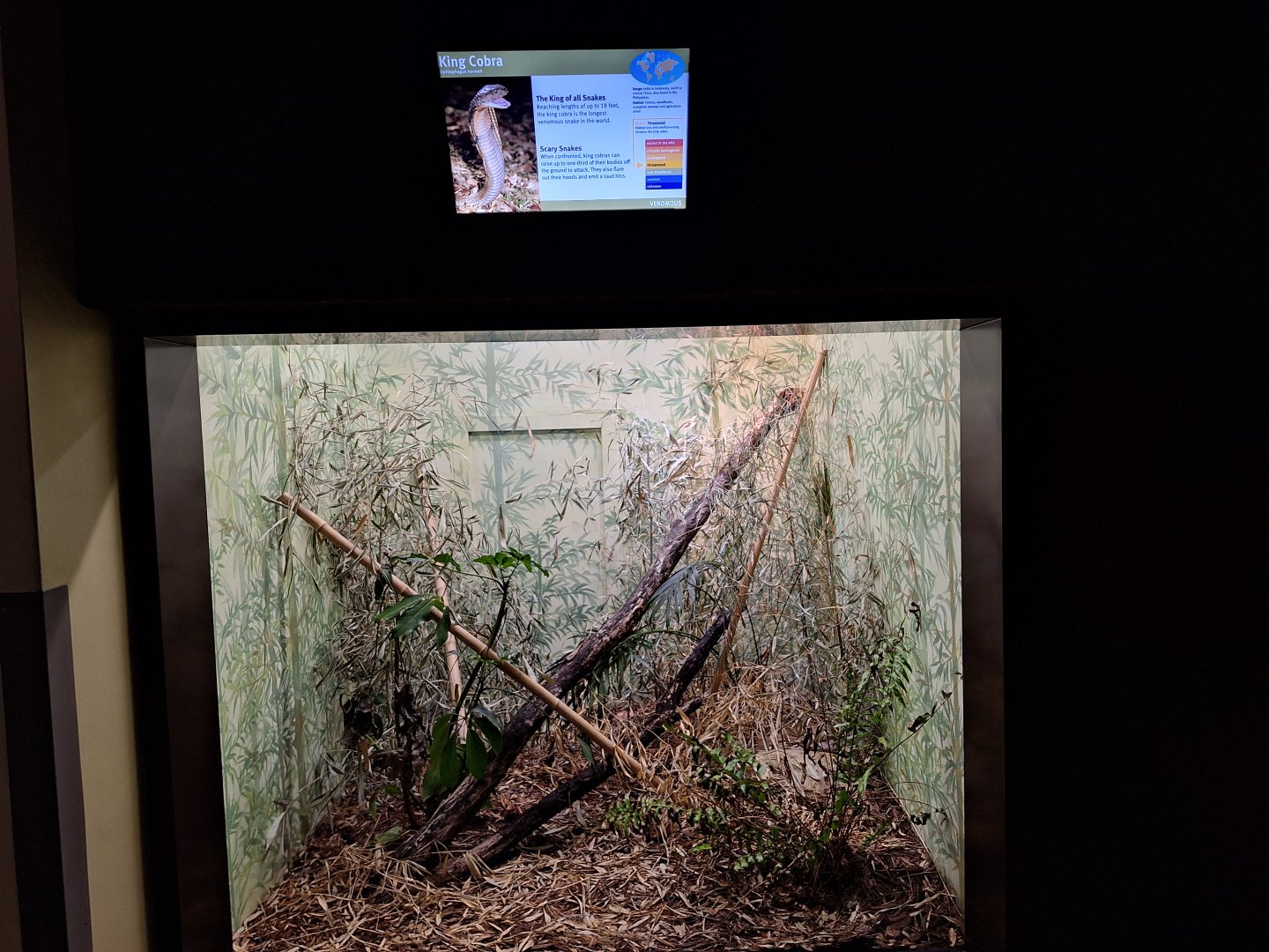 King Cobra enclosure