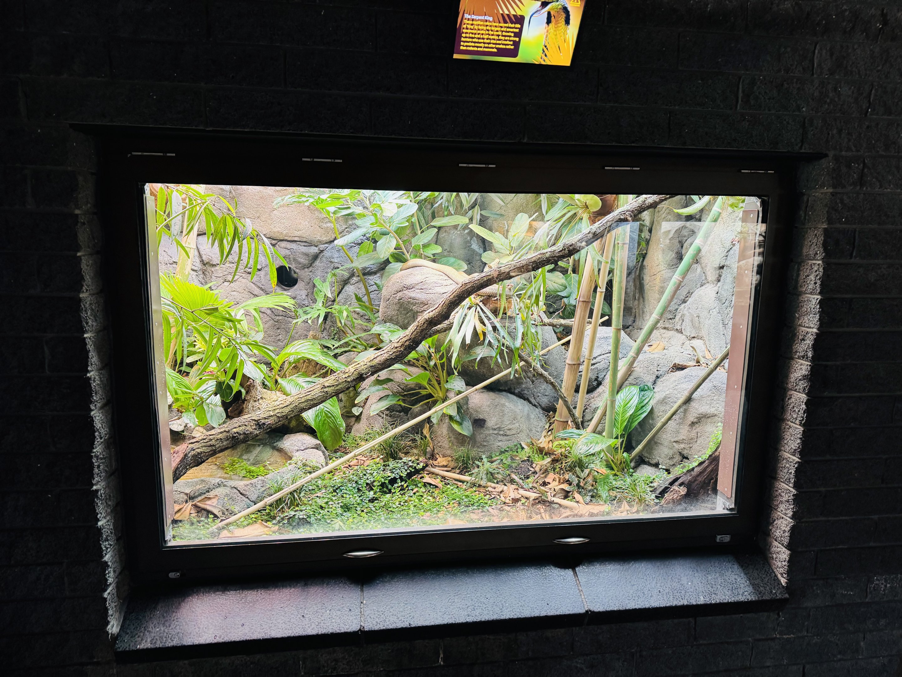 King Cobra enclosure