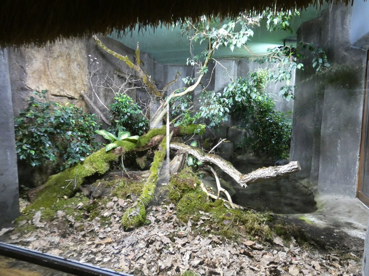 King cobra enclosure