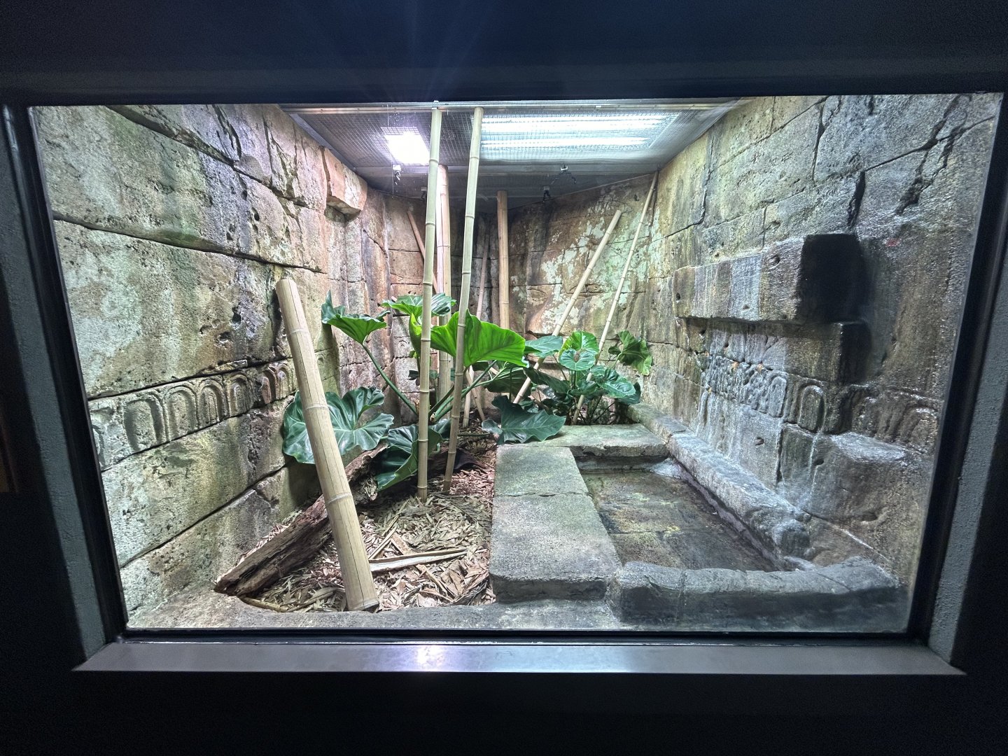 King Cobra Exhibit - ARC