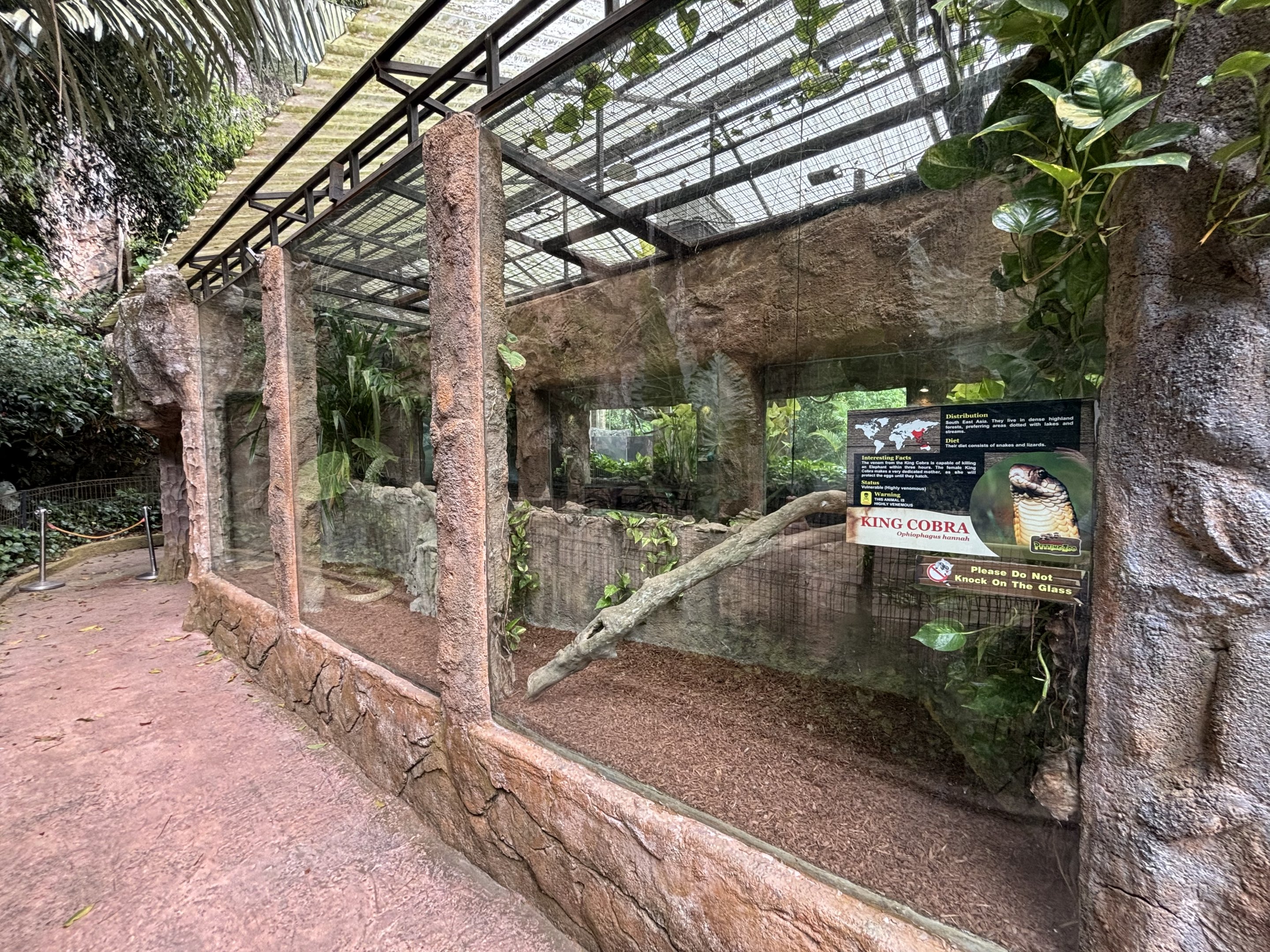 King Cobra Exhibit - Lost World of Tambun