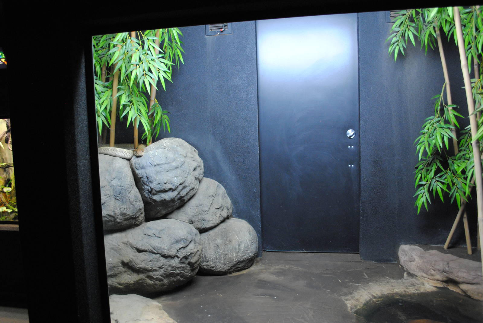 King Cobra Exhibit (Main Gallery)
