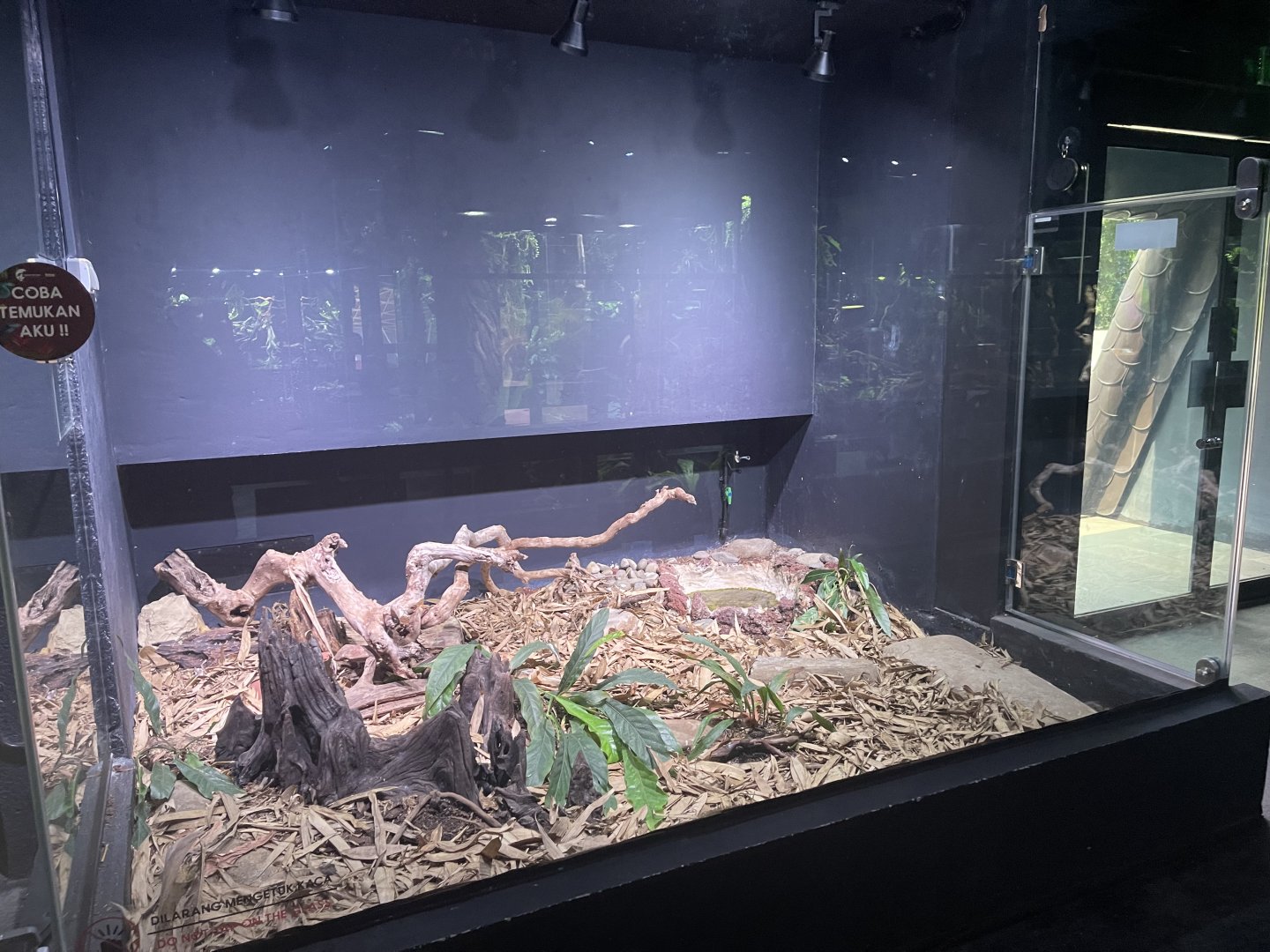 king cobra exhibit - museum komodo