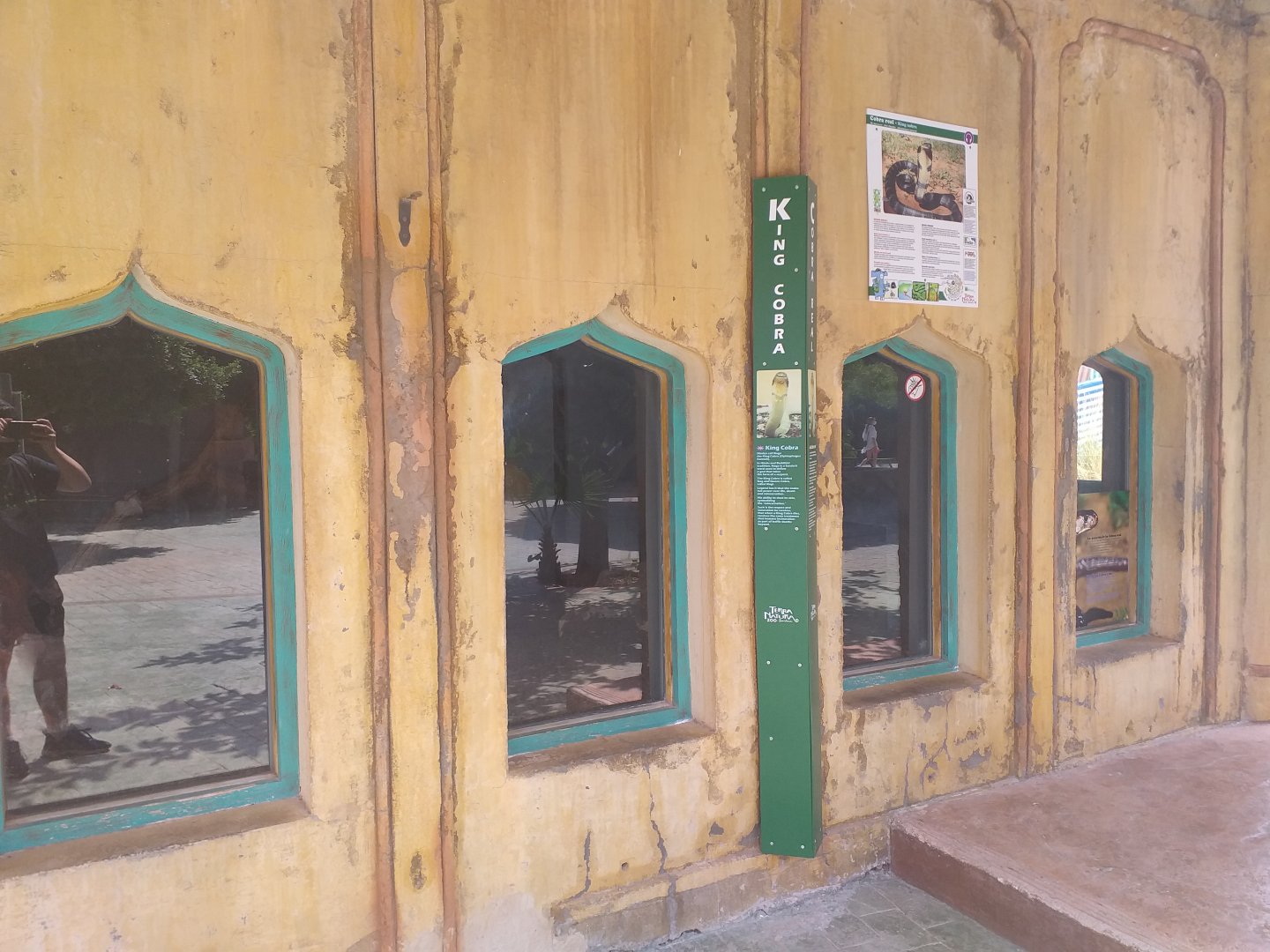 King cobra exhibit -TerraNatura Benidorm (2021)