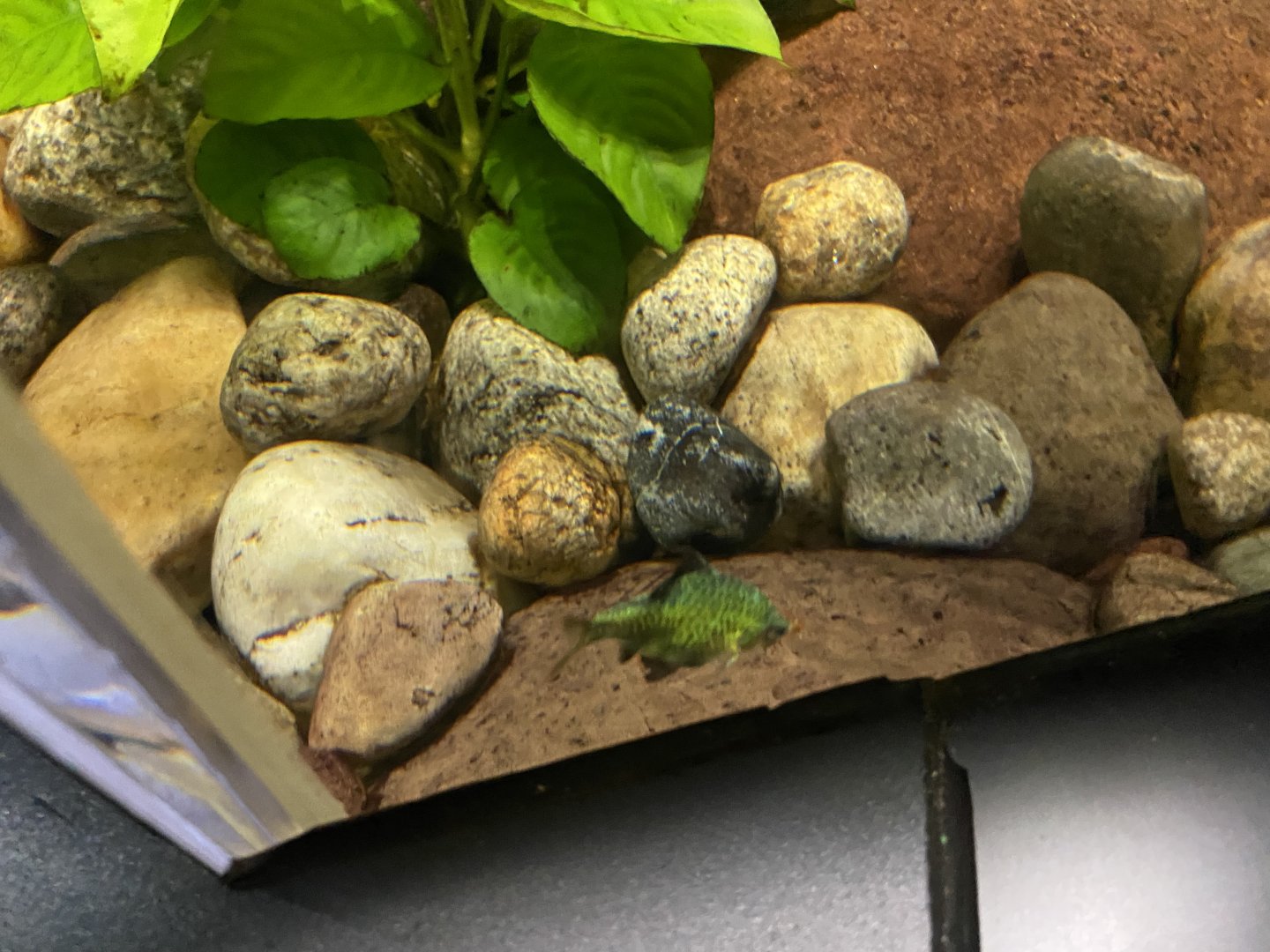 King Cobra Exhibit - Tetra