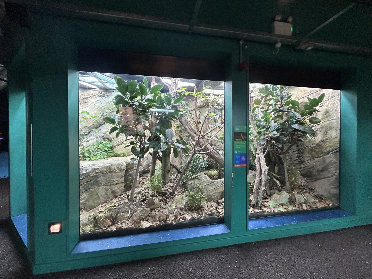 King Cobra Exhibit - The Secret Life of Reptiles & Amphibians