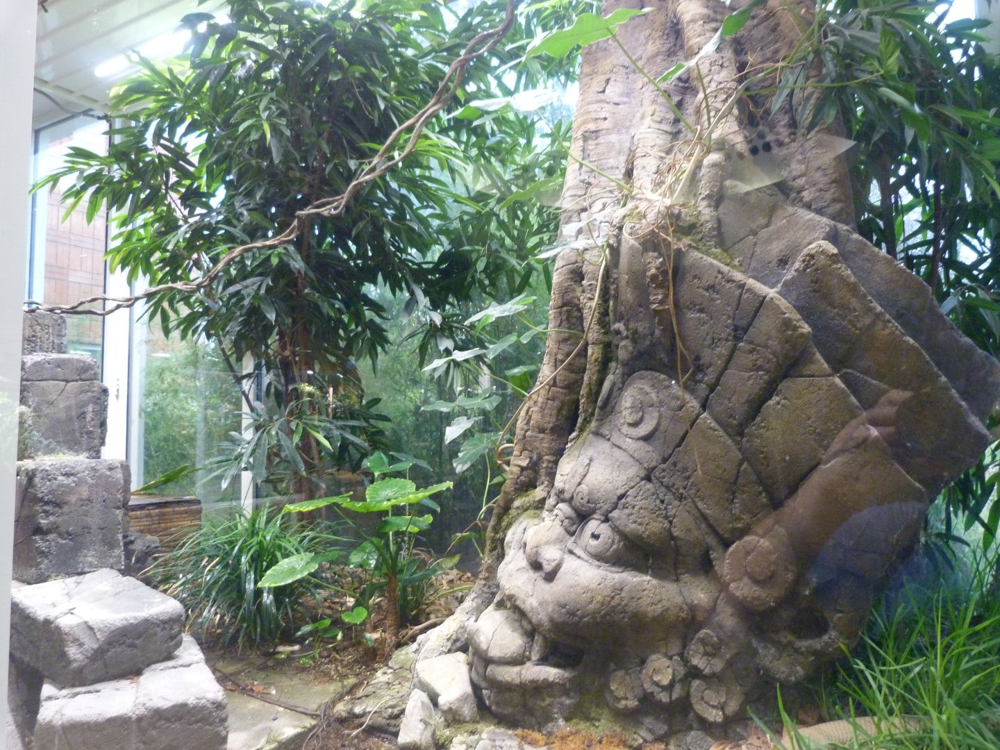 King cobra exhibit -Tierpark Berlin (2024)