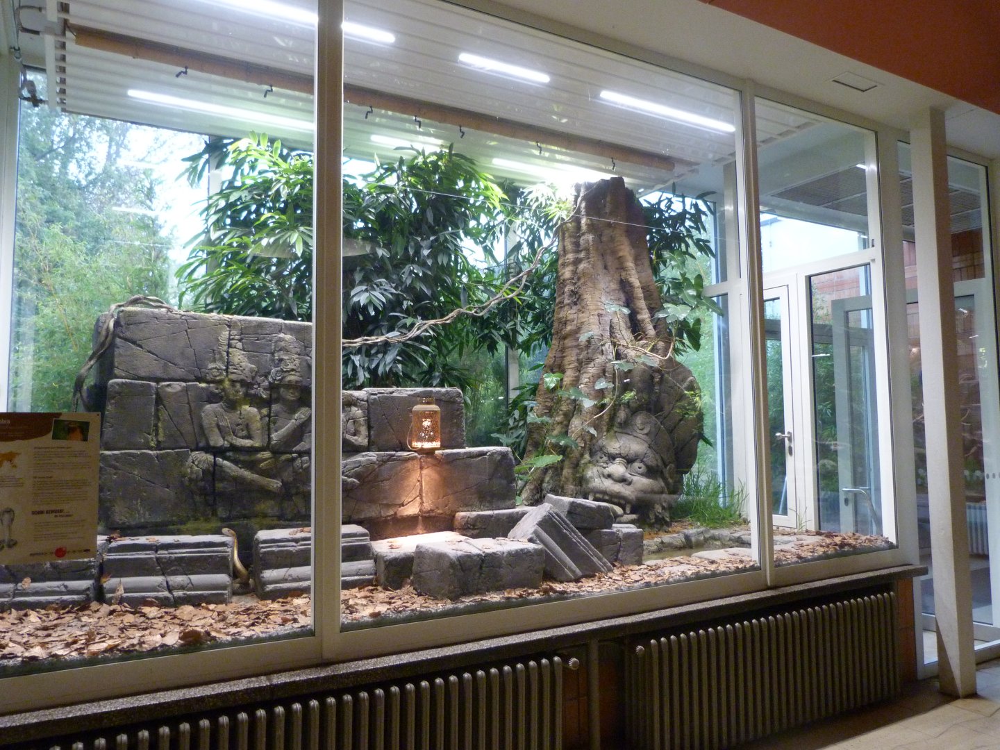 King cobra exhibit -Tierpark Berlin (2024)