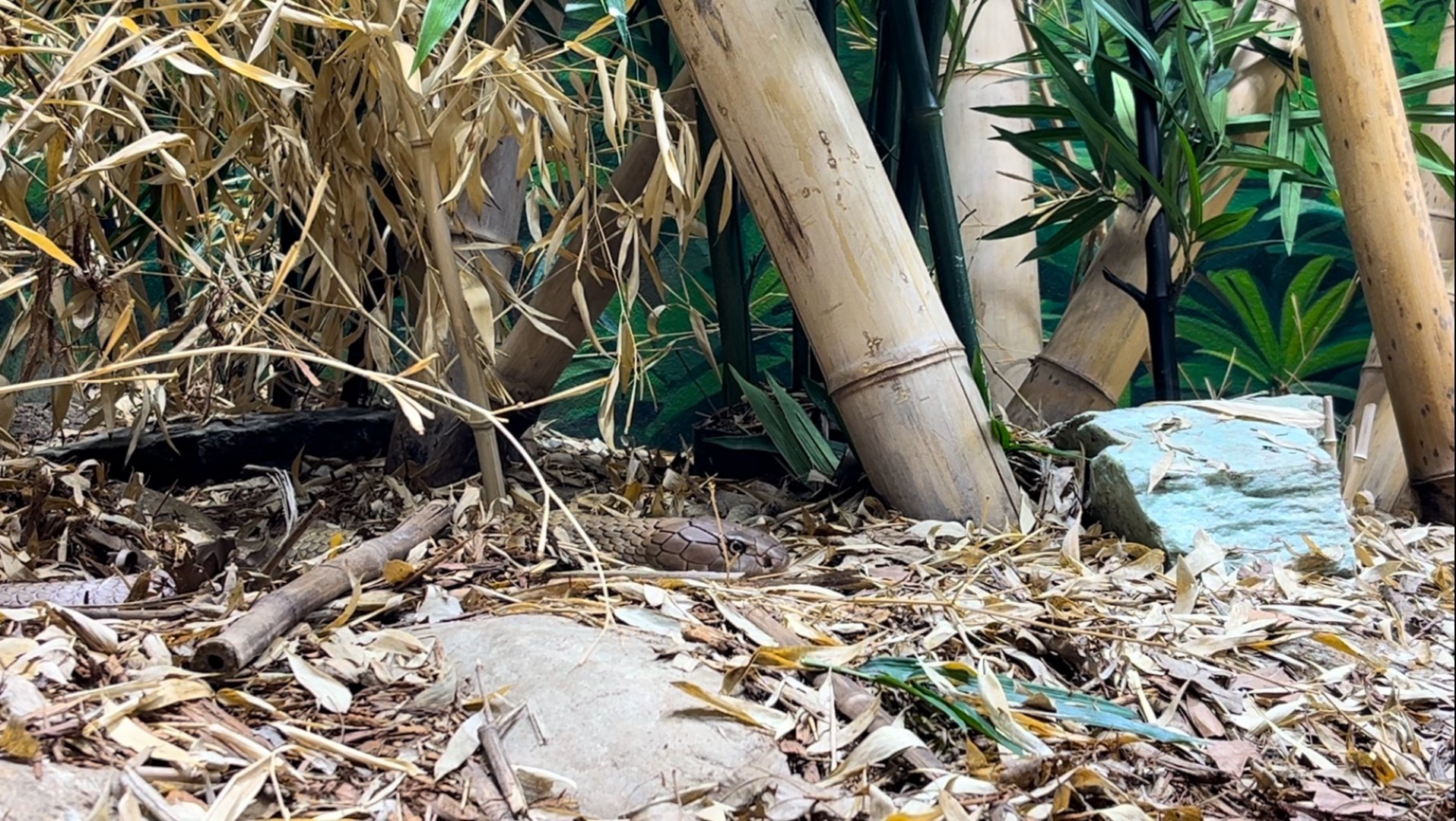 King Cobra Exhibit Toledo Zoo Museum of Science
