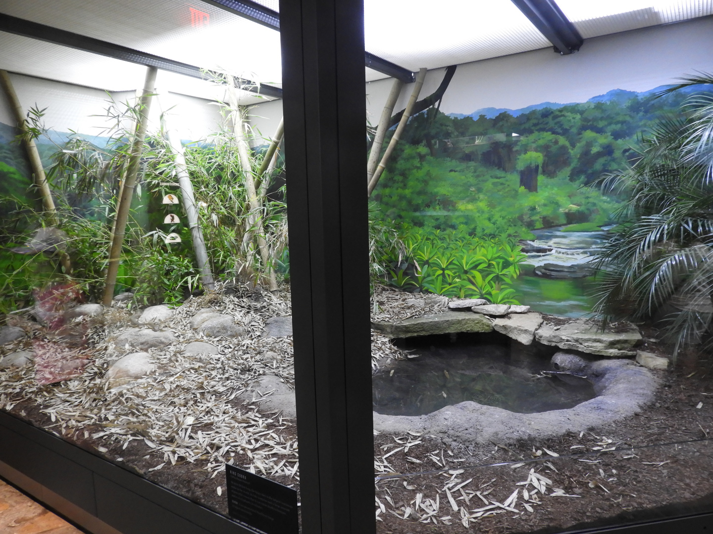 King Cobra exhibit - Venomous Animals - Promedica Museum of Natural History - Toledo Zoo