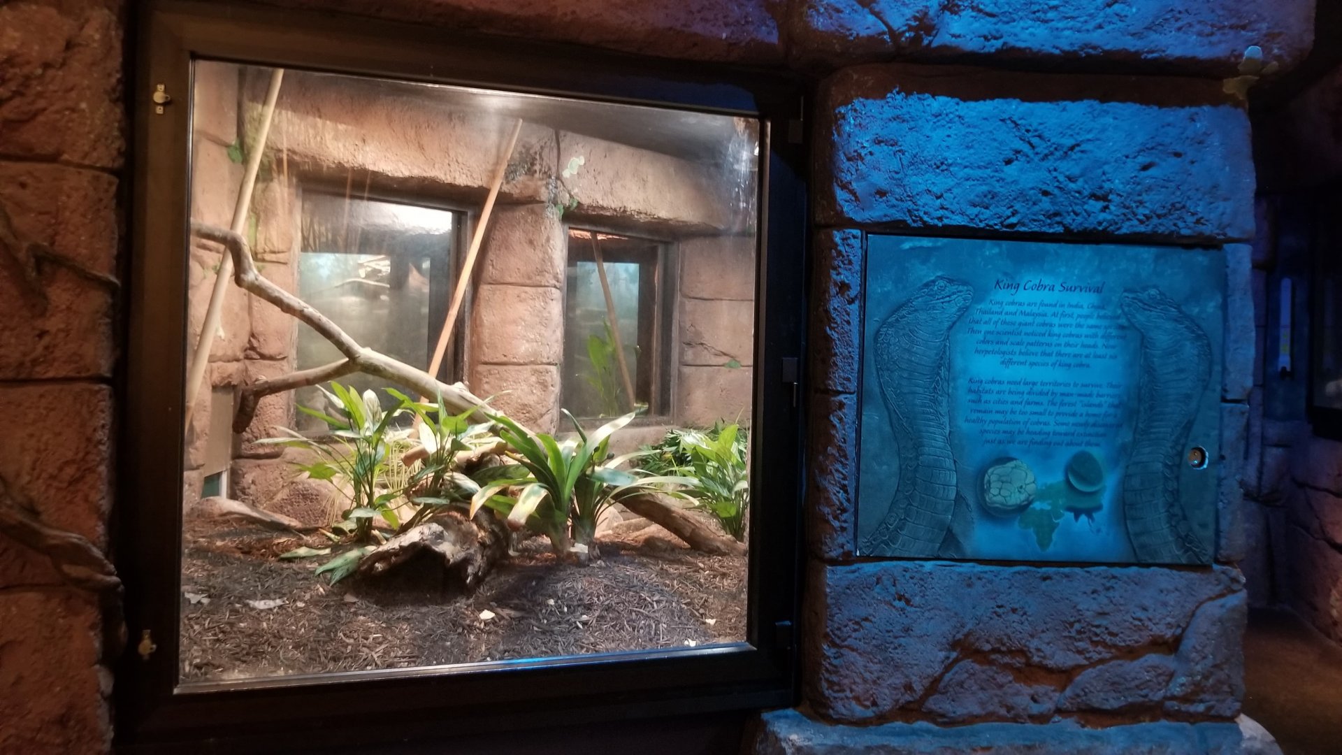 King Cobra exhibit