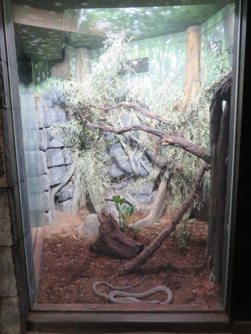 King Cobra Exhibit