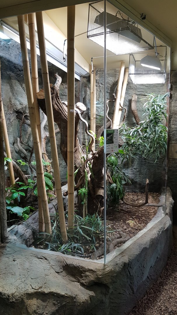 King cobra exhibit