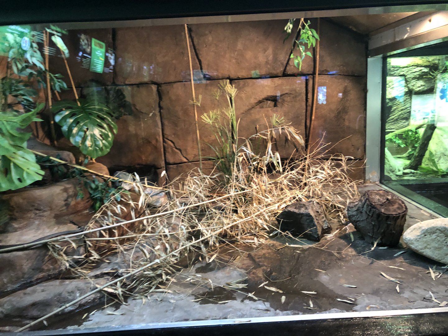 King Cobra Exhibit