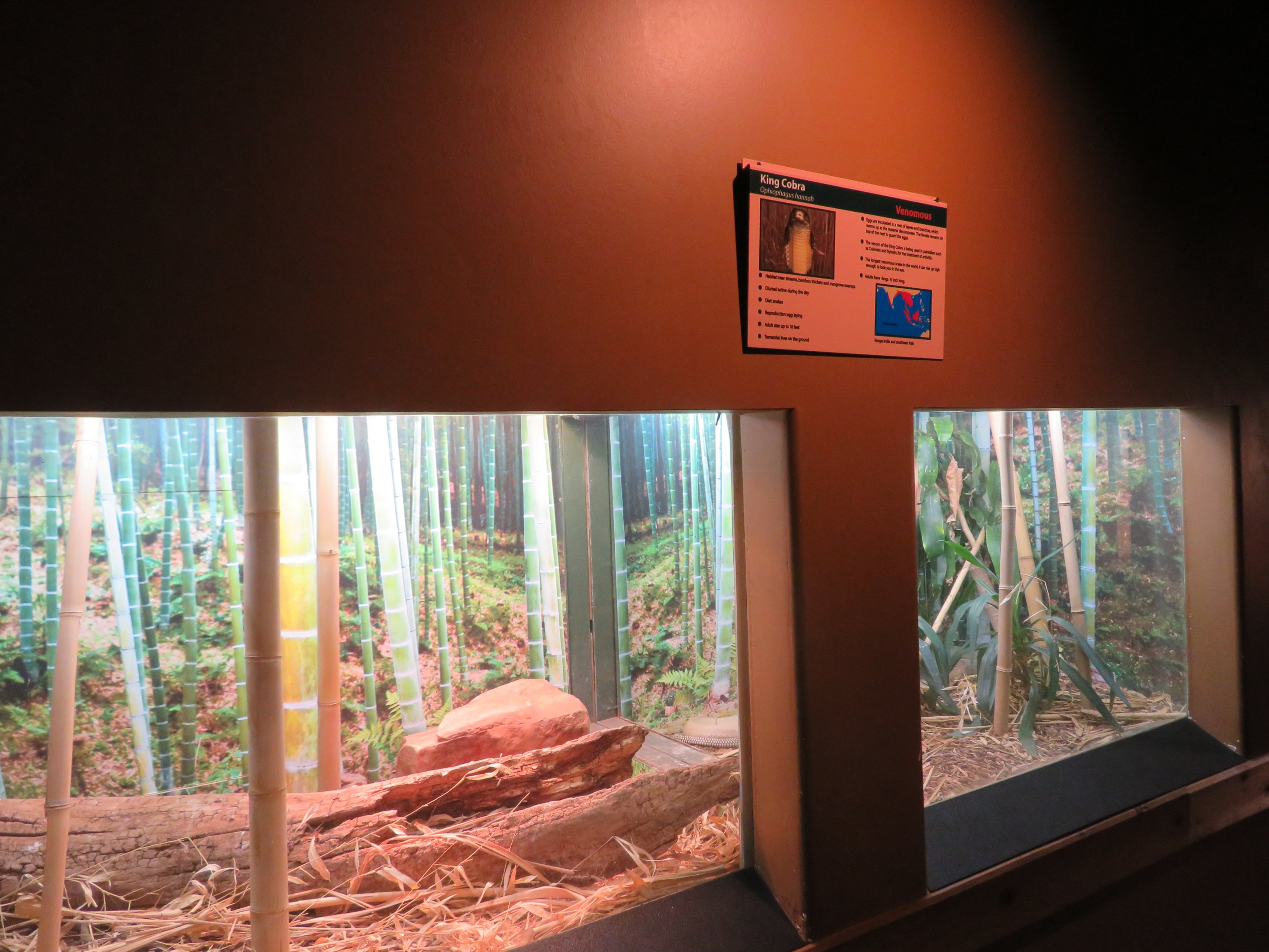King Cobra Exhibit