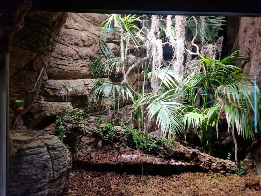 King cobra exhibit