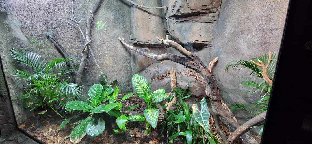 King Cobra exhibit