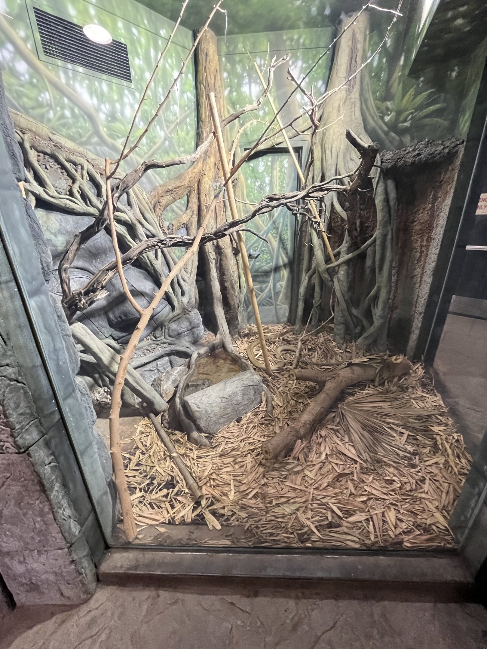 King Cobra Exhibit