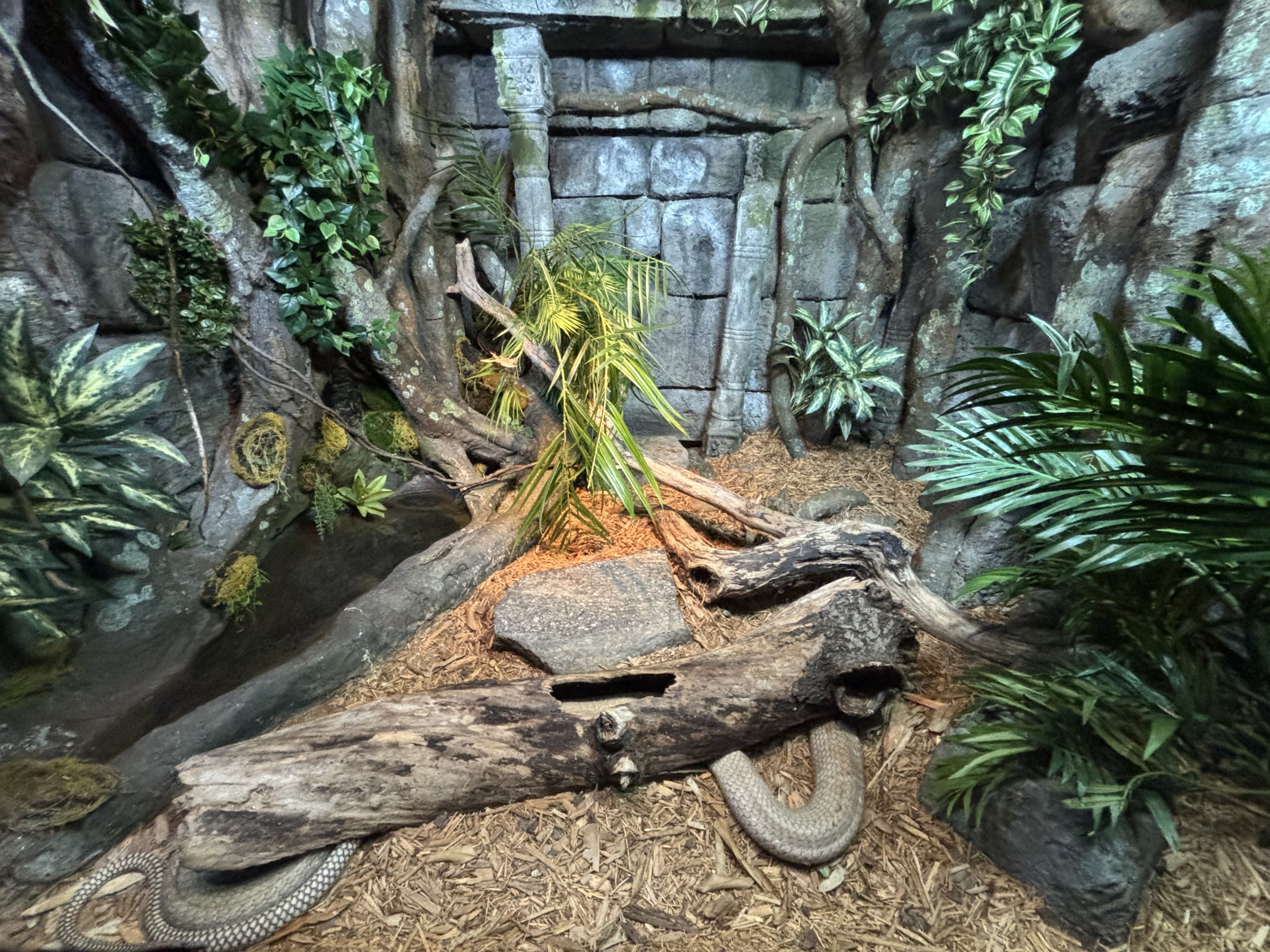 King Cobra Exhibit