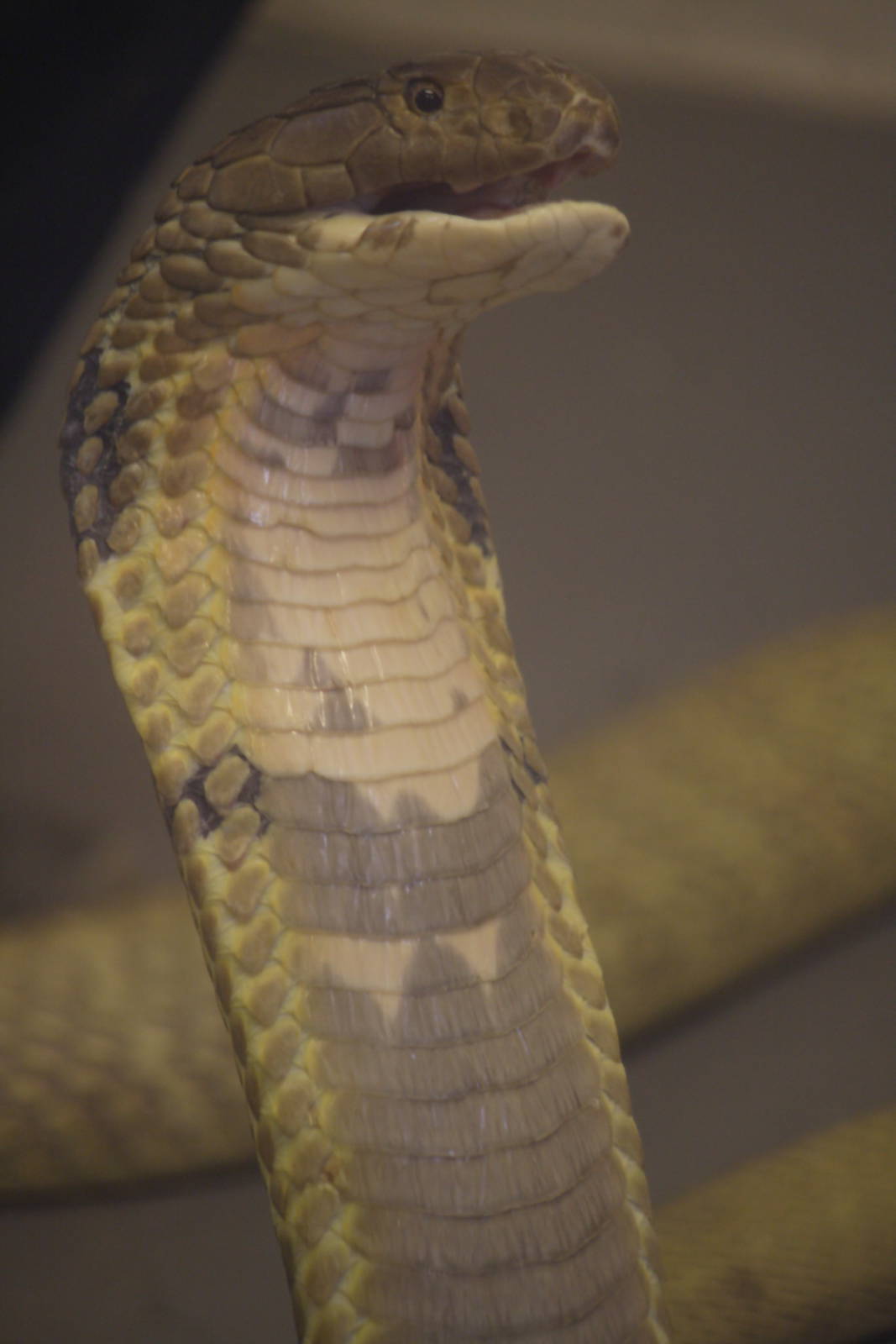 King cobra hooding