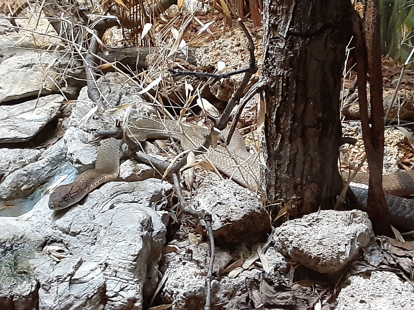 King Cobra- in Reptilia