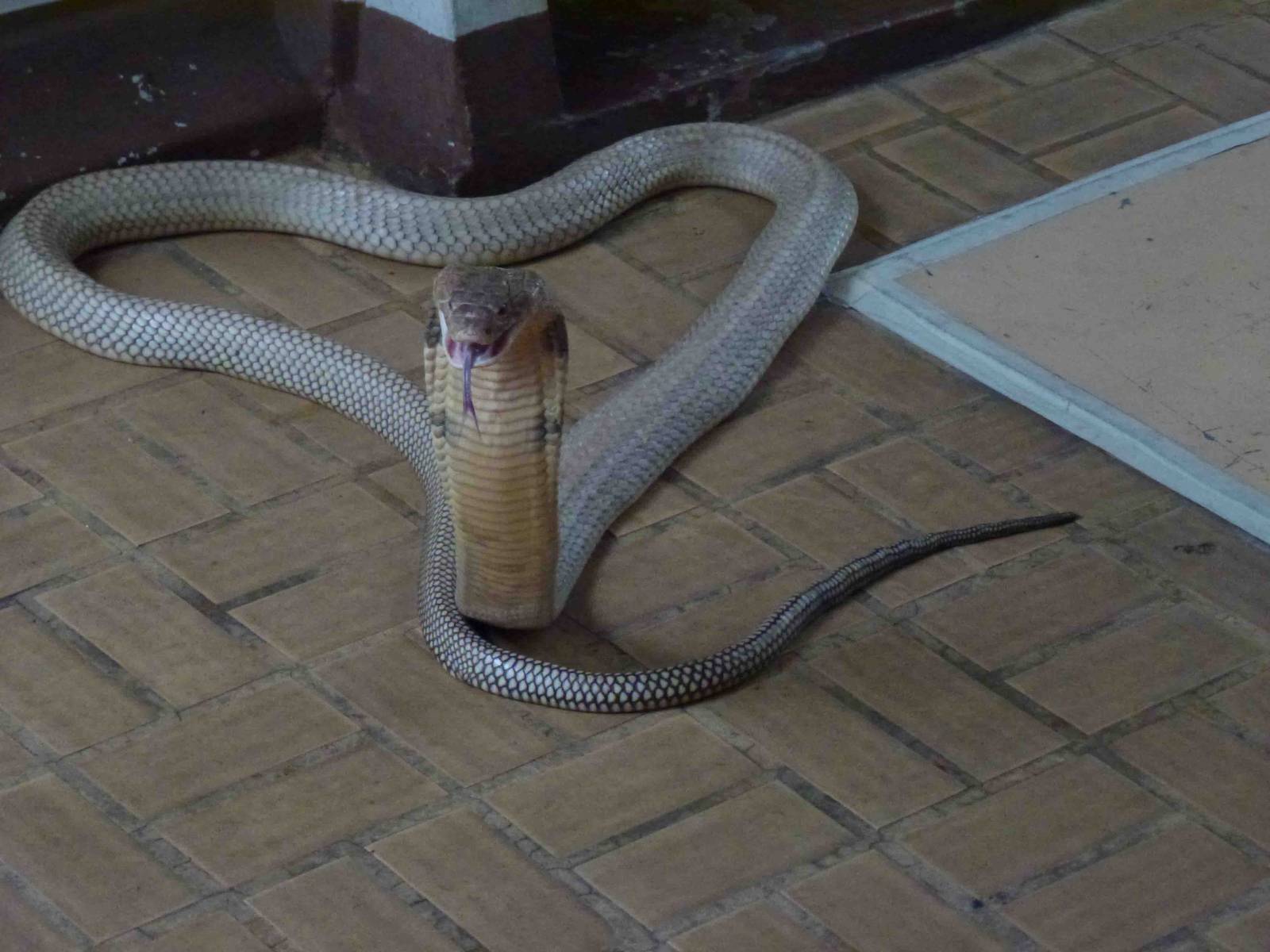 King cobra in show, June 2013.