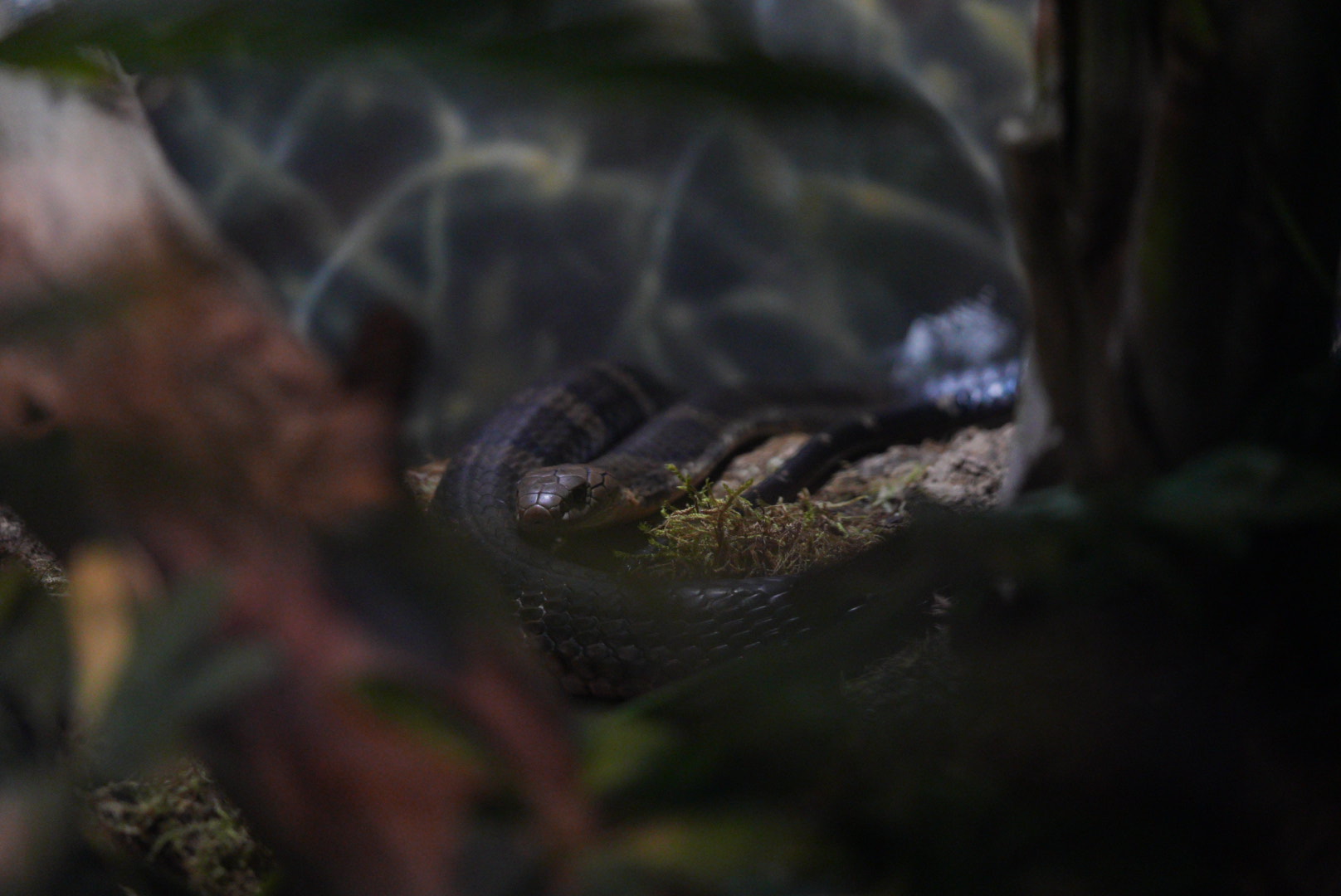 King Cobra (juvenile)