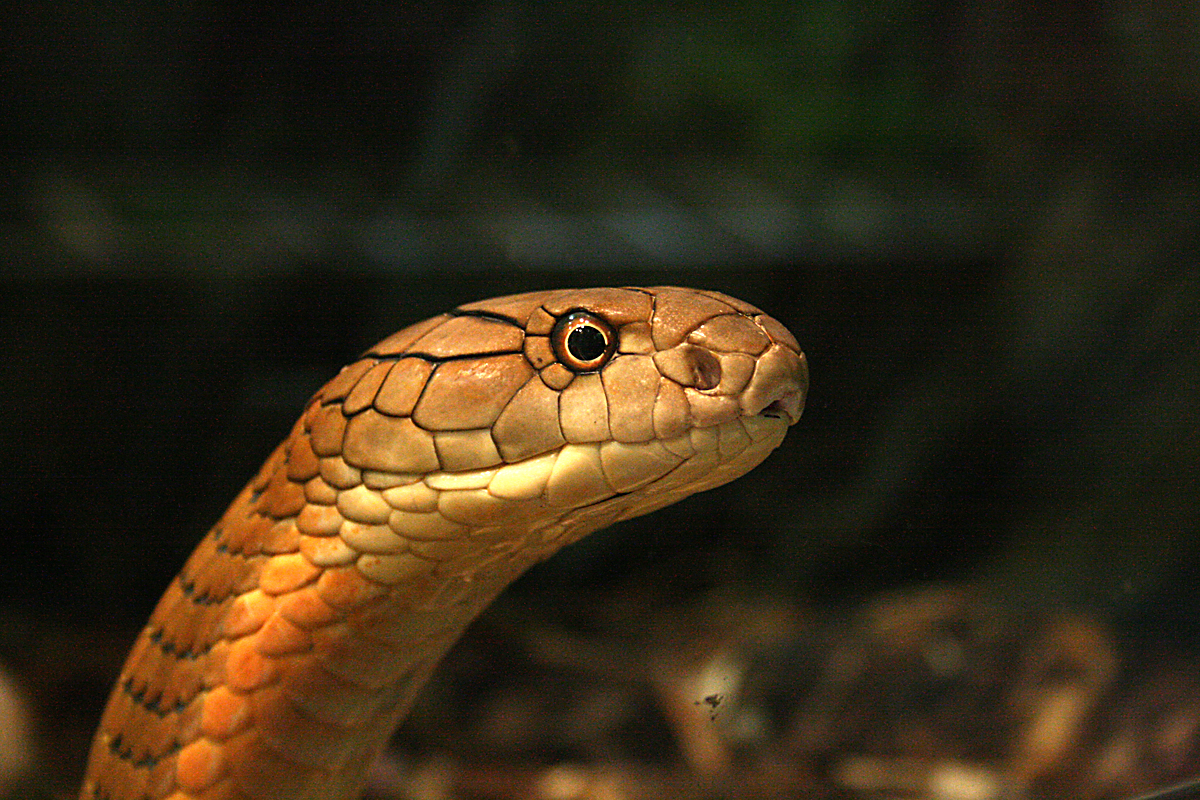 King cobra - Kolmårdens Tropicarium