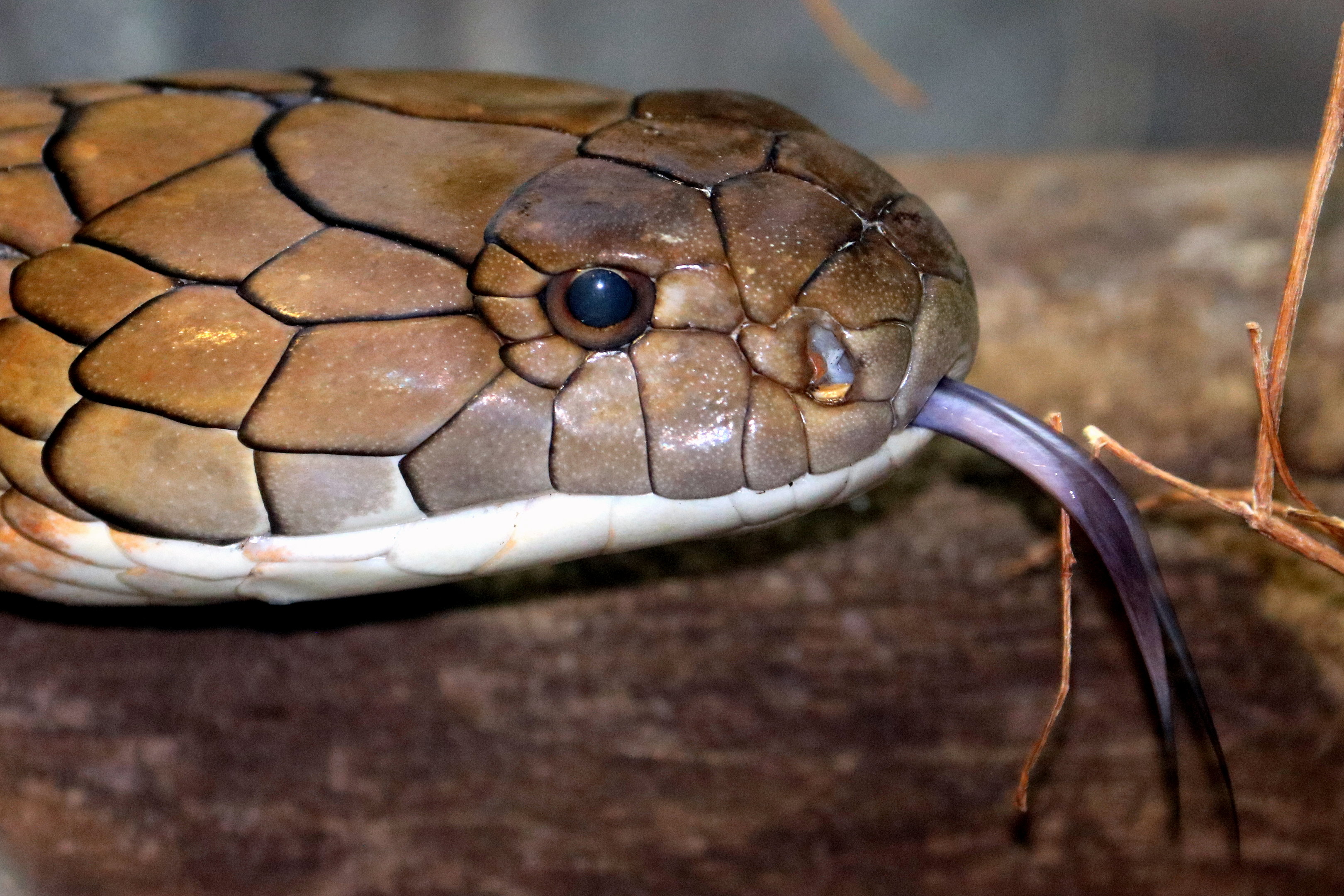 King cobra; London Zoo; 11th October 2022