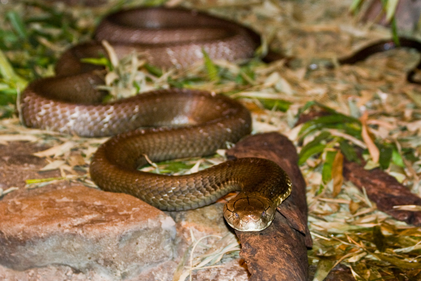 King Cobra - Nov 2008