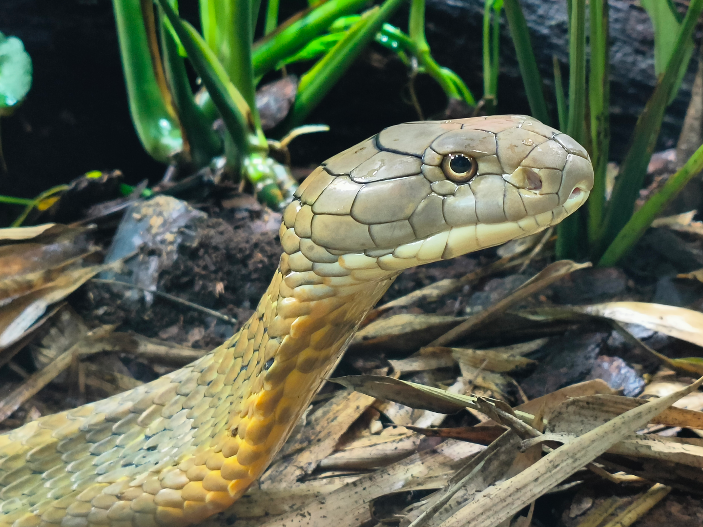 King Cobra (Ophiophagus bungarus)