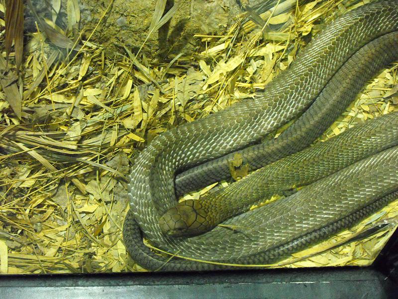 King Cobra (Ophiophagus hannah)