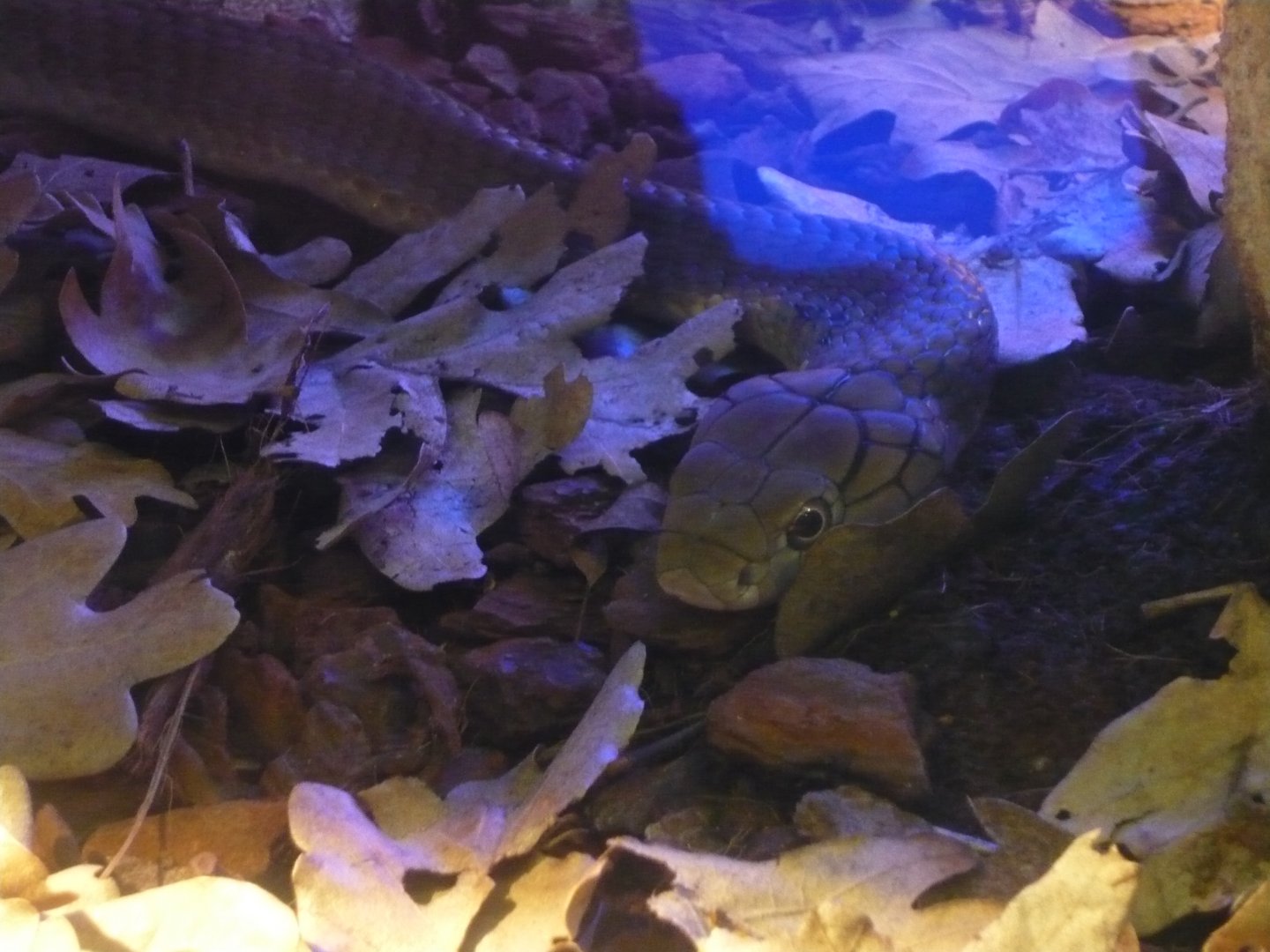 King cobra (Ophiophagus hannah)