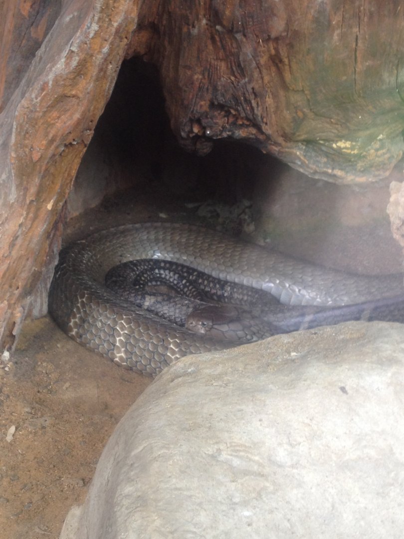 King Cobra (Ophiophagus hannah)
