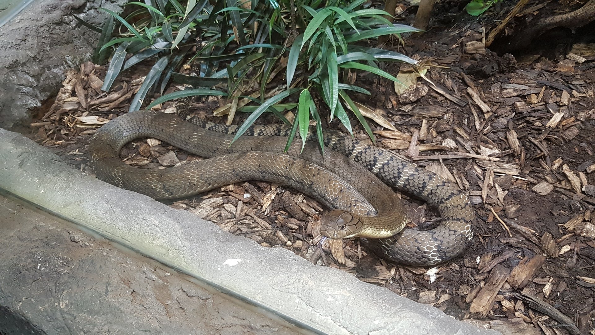 King cobra (Ophiophagus hannah)