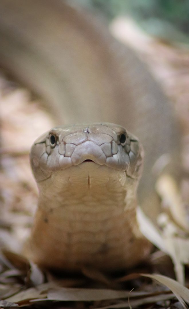 King Cobra (Ophiophagus hannah)