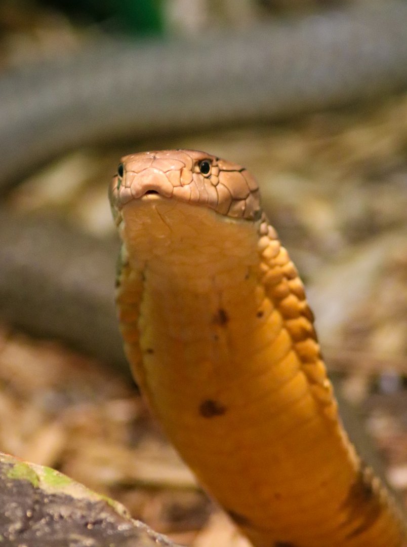 King Cobra (Ophiophagus hannah)