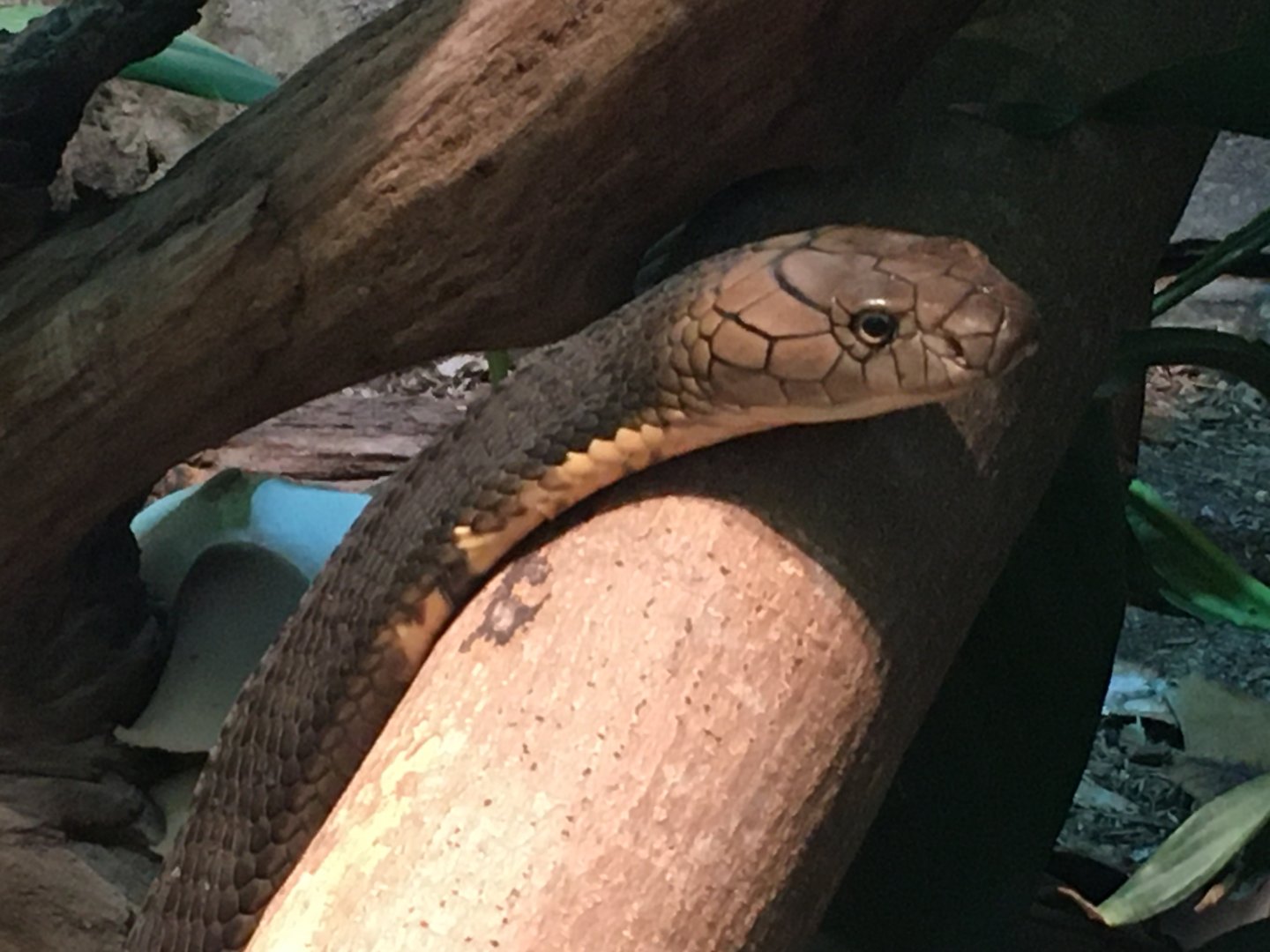 King Cobra (Ophiophagus hannah)