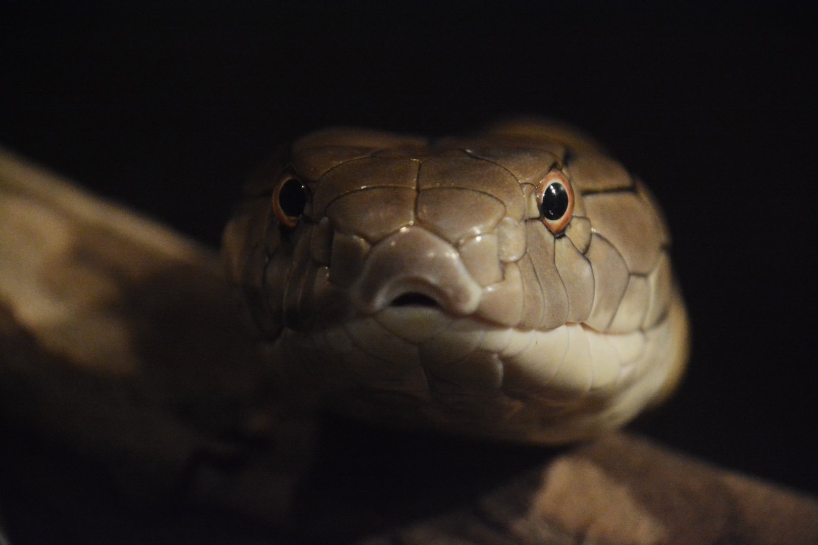 King cobra (Ophiophagus hannah)
