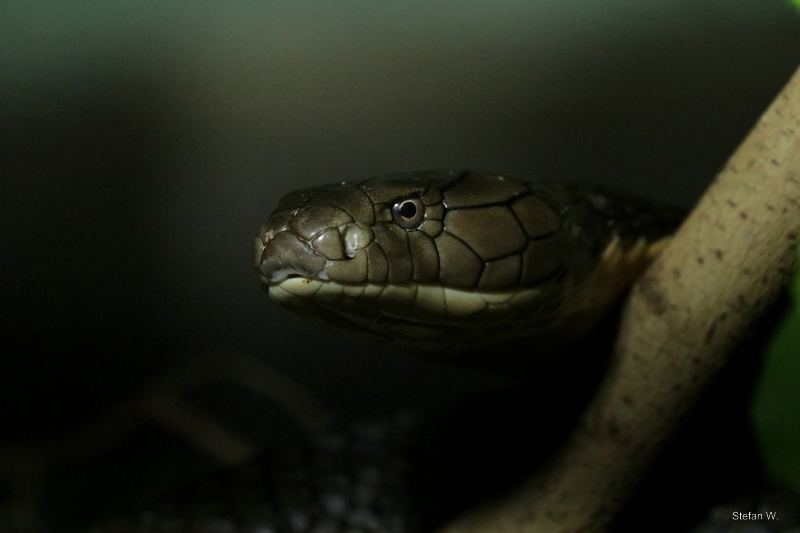 King cobra (Ophiophagus hannah)