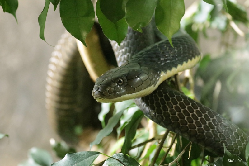 King cobra (Ophiophagus hannah)