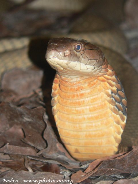 King cobra (Ophiophagus hannah)