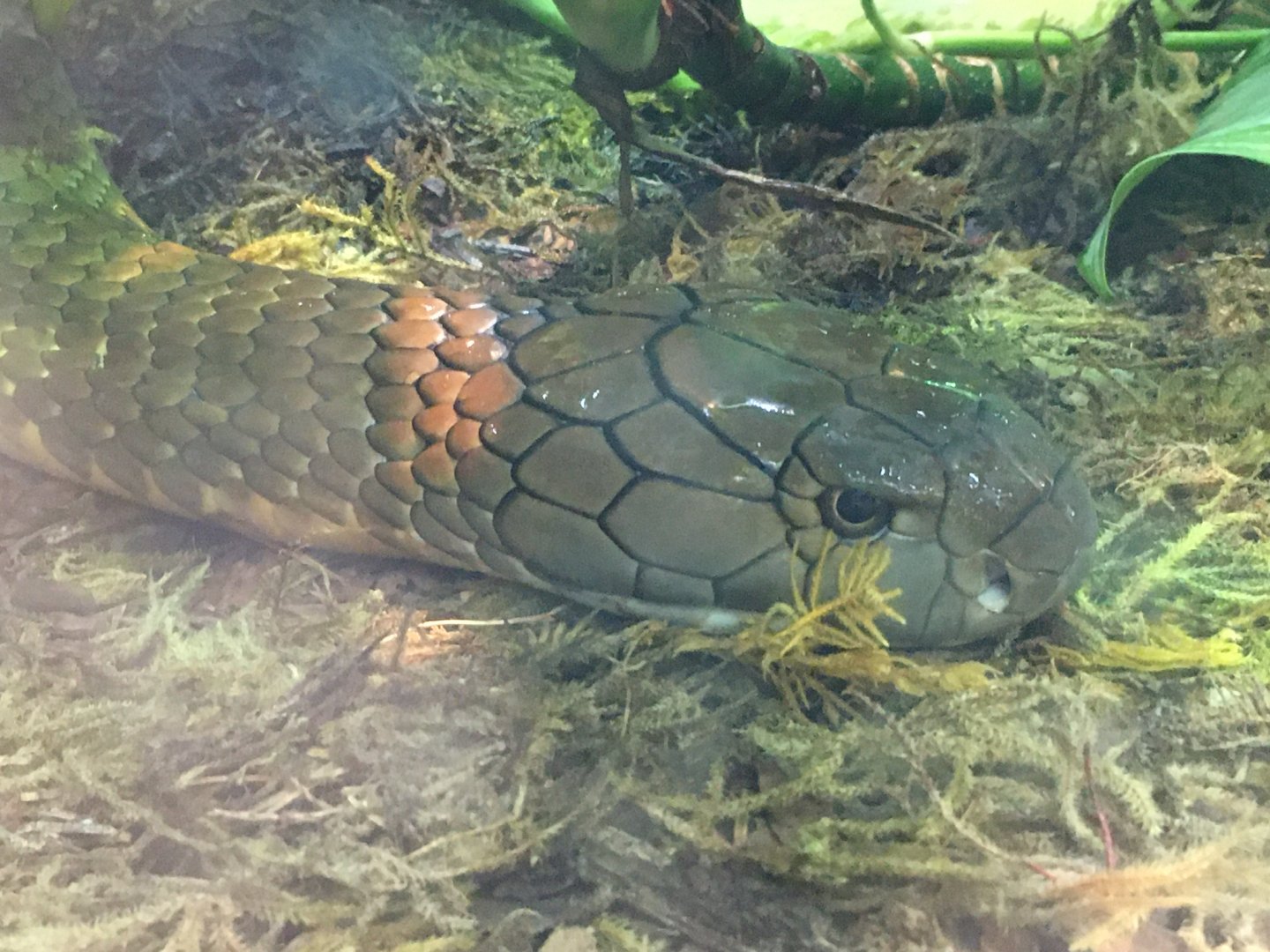 King Cobra (Ophiophagus hannah)