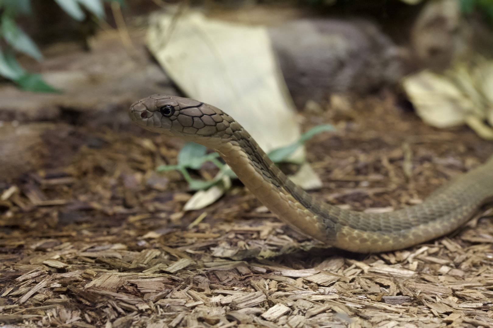 King Cobra/ Ophiophagus hannah