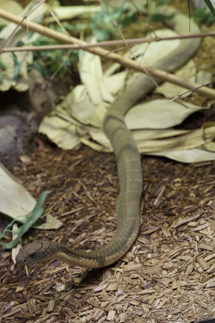 King Cobra/ Ophiophagus hannah