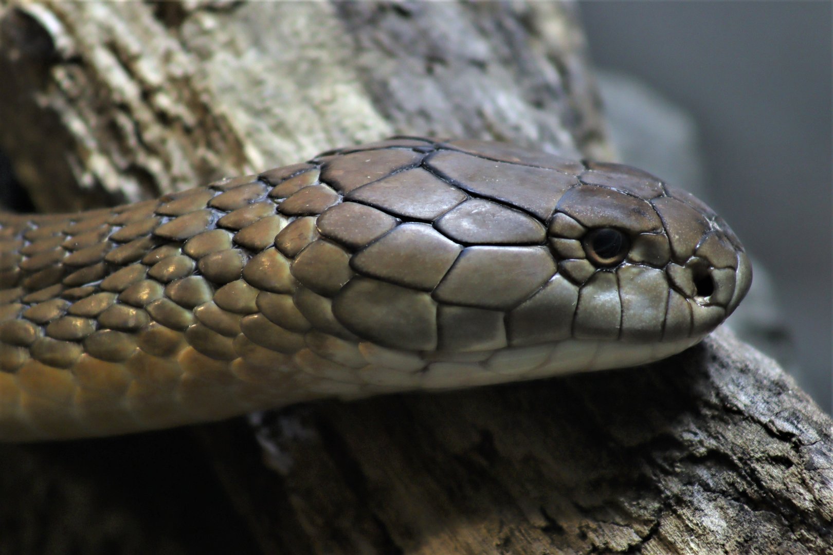 King Cobra (Ophiophagus hannah)