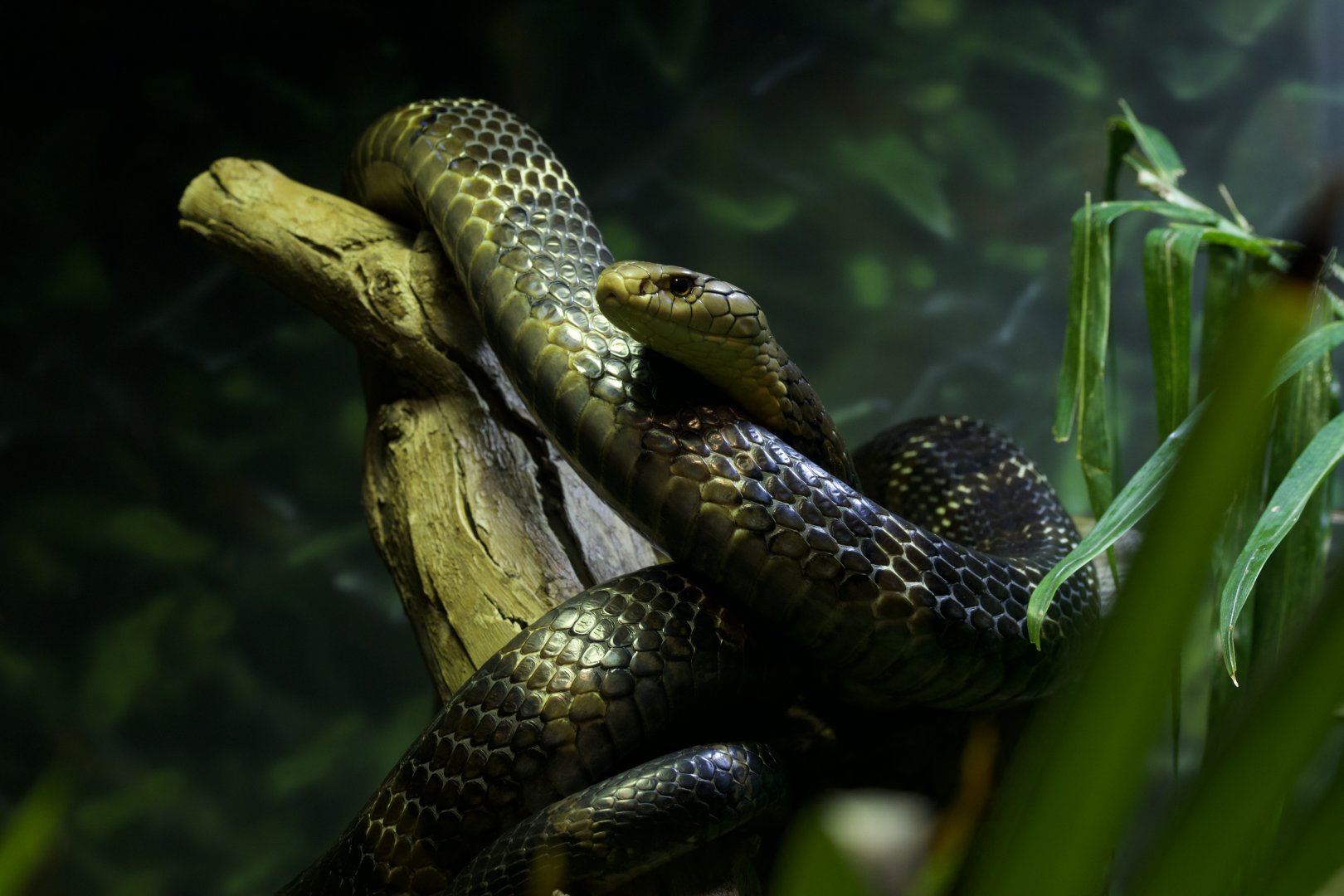 King Cobra/ Ophiophagus hannah